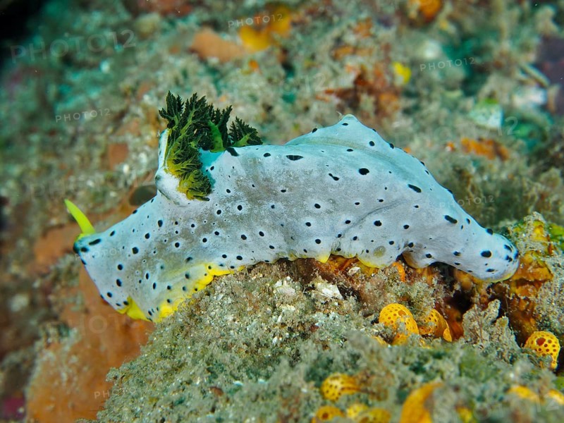 Dotted snail with yellow details, grey banana nudibranch (Notodoris serenae), moving on a coral reef. Dive site Gondol Reef, Gondol, Bali, Indonesia, Asia