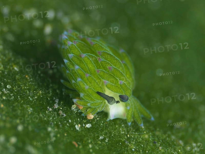 A small, green sea creature, leaf sheep snail (Costasiella kuroshimae), on an algae (Avrainvillea lacerata), The snail is also called Shaun the sheep. Sea snail with kleptoplastids. The chloroplasts taken up by the green alga Avrainvillea lacerata and stored in its own body are clearly visible. Body length approx. 3 mm. Dive site Puri Jati, Umeanyar, Bali, Indonesia, Asia