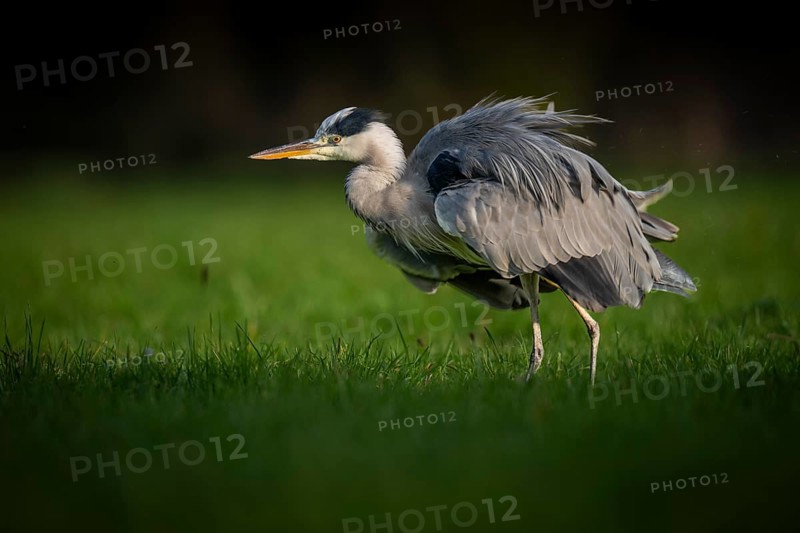Grey heron (Ardea cinerea), animal portrait, Rosensteinpark, Stuttgart, Baden-Württemberg, Germany, Europe