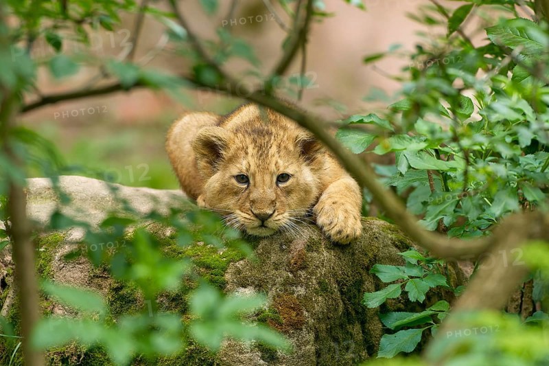 A lion cub relaxes on a moss-covered stone surrounded by lush greenery, captive, Germany, Europe