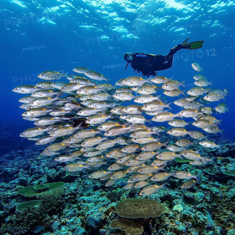 Shoal of fishes Shoal of fishes Luminous spot road sweeper (Gnathodentex aurolineatus), in the background silhouette of diver, above waves on water surface, Pacific Ocean, Halmahera, Moluccas, Indonesia, Asia