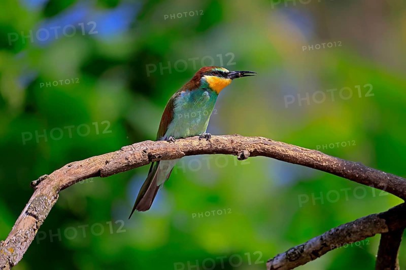 European bee-eater (Merops apiaster), adult, perch, with prey, alert, Rhineland-Palatinate, Germany, Europe
