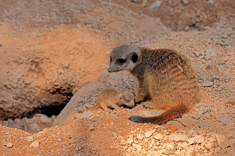 Tardigrade (Suricata suricatta), adult, juvenile, newborn, baby, female, mother with juvenile, social behaviour, at the burrow