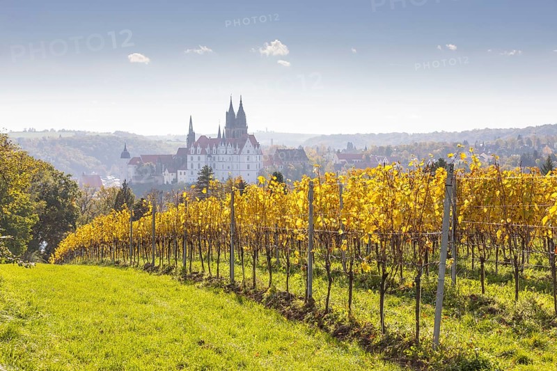 Viewpoint over the Proschwitz vineyards to Albrechtsburg Castle and Meissen Cathedral, Saxony, Germany, Europe