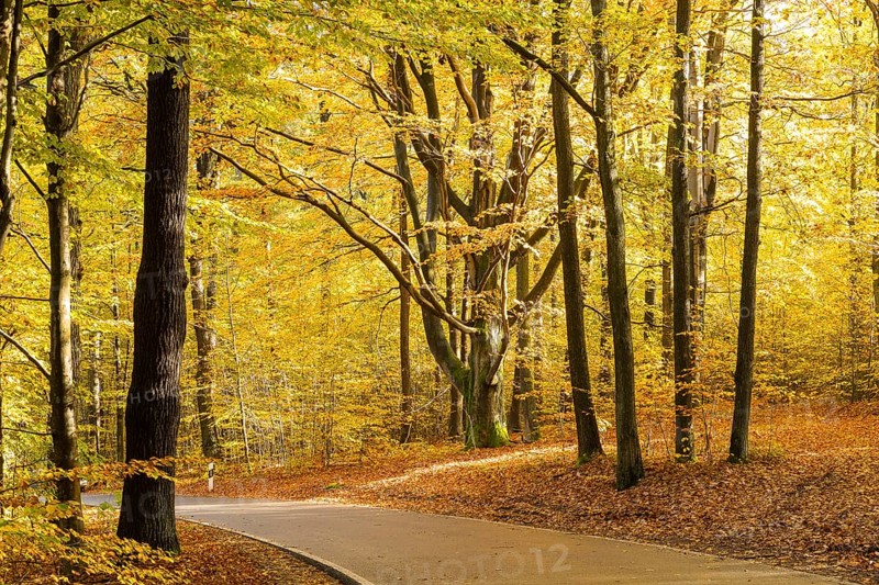 Road through an autumnal deciduous forest near Groß Radisch, Hohendubrau, Saxony, Germany, Europe