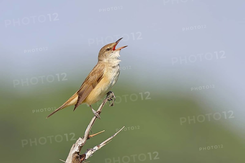 Great Reed Warbler (Acrocephalus arundinaceus) with open beak, singing, twittering, sitting on a twig, singing station, natural habitat, migratory bird, songbirds Lake Neusiedl, Burgenland, Austria, Europe