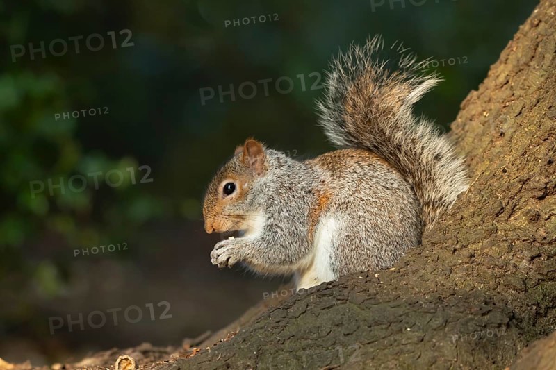 Grey squirrel (Sciurus carolinensis) adult animal feeding on a nut on a tree trunk, England, United Kingdom, Europe