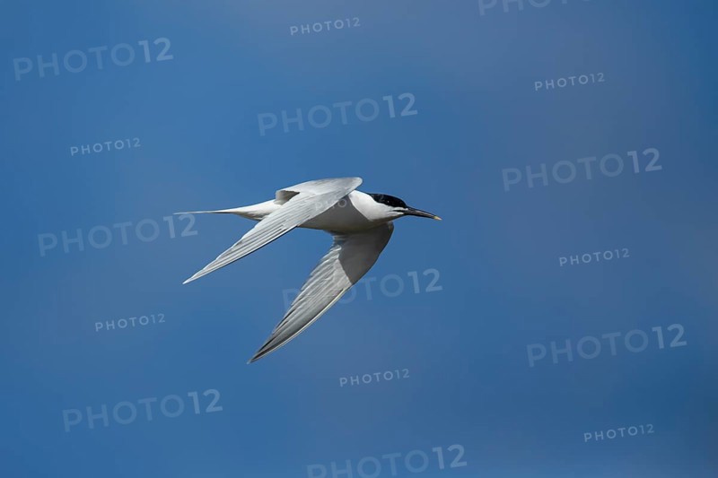 Sandwich tern (Thalasseus sandvicensis) adult bird flying in the summer, England, United Kingdom, Europe