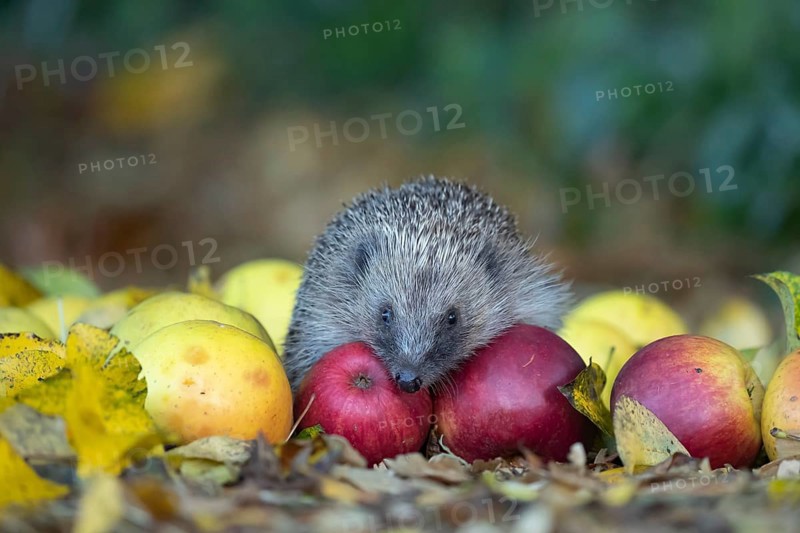 European hedgehog (Erinaceus europaeus) adult animal amongst fallen apples on a garden lawn in autumn, England, United Kingdom, Europe