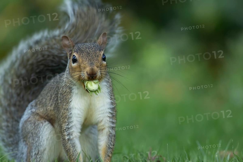 Grey squirrel (Sciurus carolinensis) adult animal with a Hazel tree nut in its mouth in the autumn, England, United Kingdom, Europe