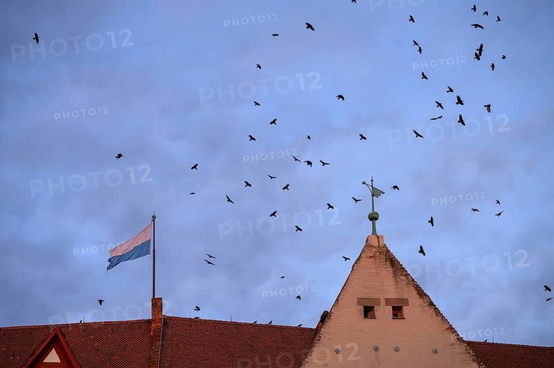 Flock of crows (Corvus corone) in the evening over the Imperial Castle, Nuremberg, Bavaria, Germany, Europe