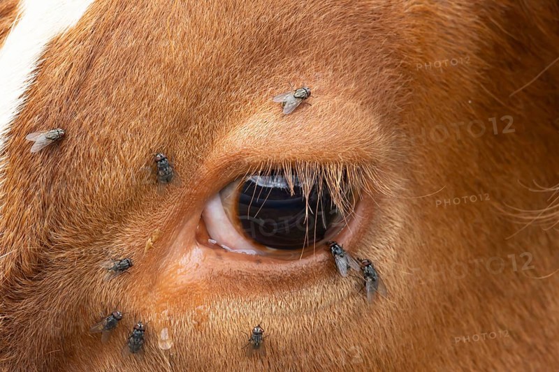 Domestic cattle or cow (Bos taurus) adult farm animal close up of its eye with flies around it, England, United Kingdom, Europe
