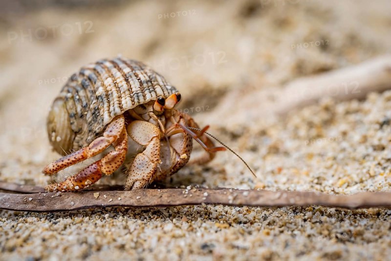 Caribbean hermit crab (Coenobita clypeatus), in the sand on the beach, Parque Nacional Cahuita, Costa Rica, Central America