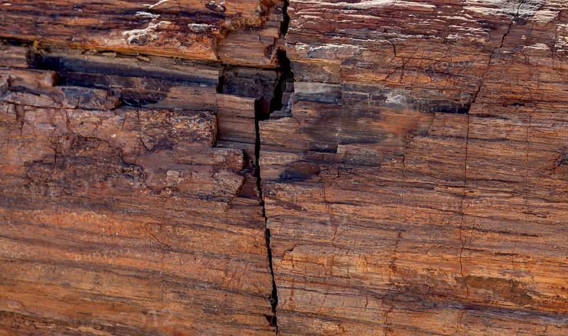 Close-up of the textured surface of a fossilised tree trunk, Damaraland, Namibia, Africa