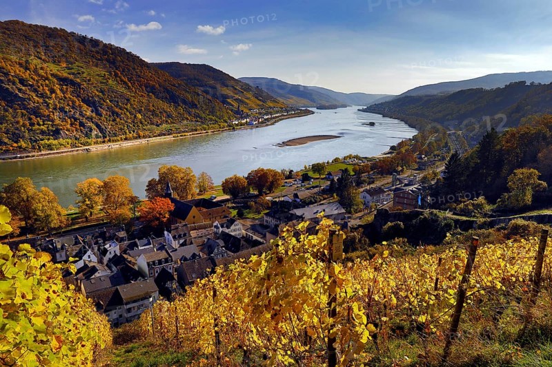 View of Bacharach on the Rhine in autumn with the Fürstental Silvaner wine-growing region, Upper Middle Rhine Valley, Rhineland-Palatinate, Germany, Europe