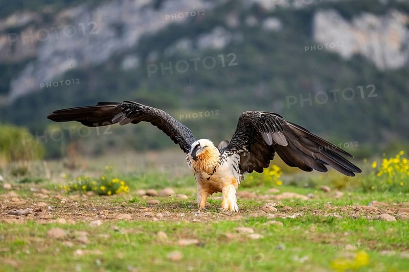 Bearded Vulture (Gypaetus barbatus) adult bird in flight with mountains in the backround, Pyrenees, Lleida, Spain, Europe