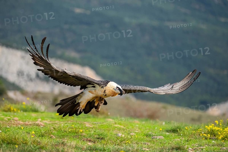 Bearded Vulture (Gypaetus barbatus) adult bird in flight with mountains in the backround, Pyrenees, Lleida, Spain, Europe
