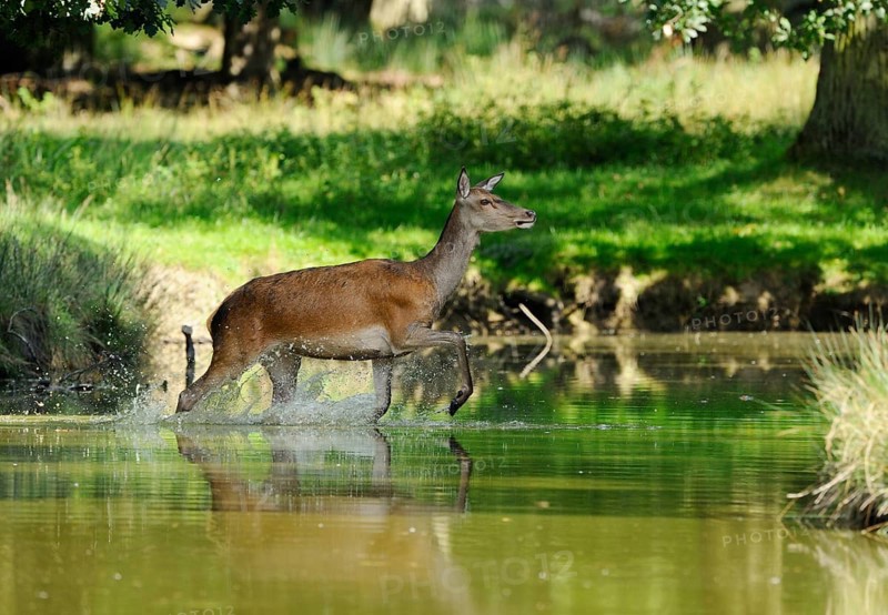 Doe running through a shallow watercourse into a green forest, red deer (Cervus elaphus), Bavaria