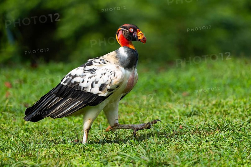 King vulture (Sarcoramphus papa), cock, vulture birds (Aegypiinae), Laguna del Lagarto Lodge, Alajuela, Costa Rica, Central America