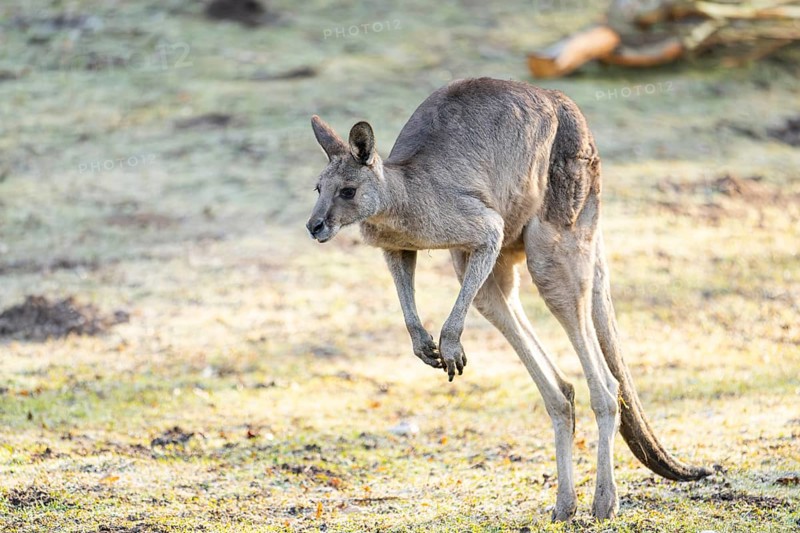 Eastern Gray Kangaroo (Macropus giganteus) jumping on a meadow, captive, occurance Australia, Oceania