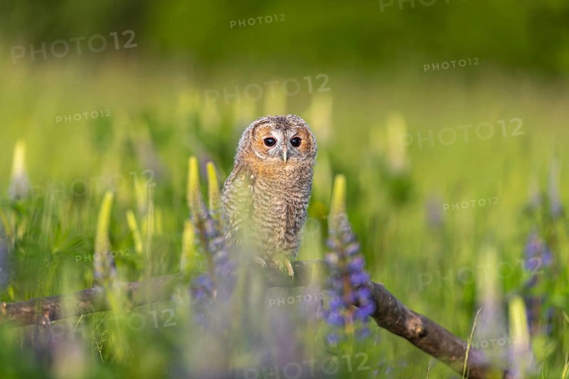 One young Ural owl (Strix uralensis) sitting on a branch lying in a field of flowering lupines in late evening light