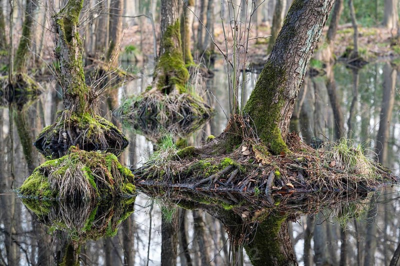 Alder swamp forest in early spring, with high water level, Bottrop, Ruhr area, North Rhine-Westphalia, Germany, Europe
