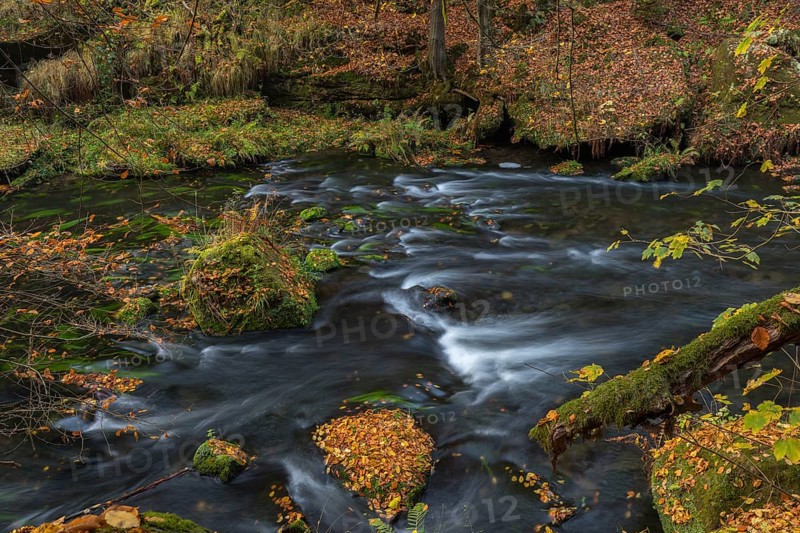 Flowing water with ferns and rocks in the Edmunds Gorge in autumn. River Kamnitz, Hrensko, Ustecky kraj, Czech Republic, Europe