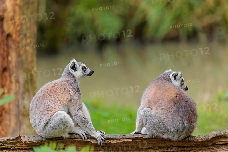 Two ring-tailed lemurs (Lemur catta) sit on a rotten tree lying on the ground and look around