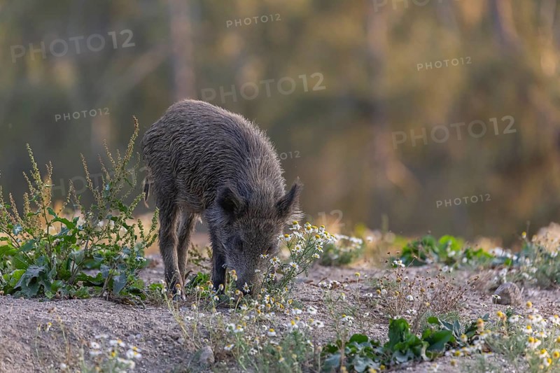 One adult wild boar or wild pig (Sus scrofa) searching for food on a flowering meadow in late afternoon light with a forest in first autumnal colours in the background