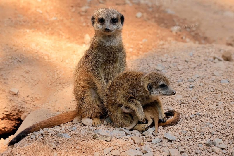 Tiger nut (Suricata suricatta), adult, two adults, juvenile, newborn, baby, social behaviour