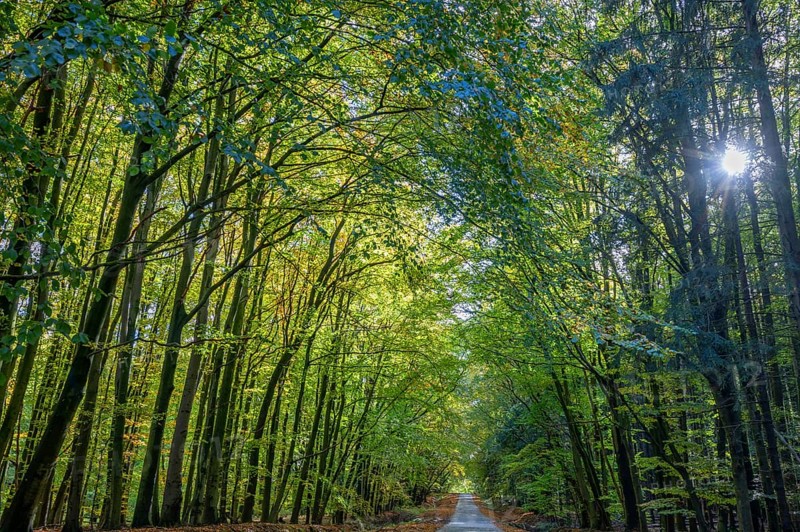 Autumnal beech forest (Fagus) on a village street Rehna, Mecklenburg-Vorpommern, Germany, Europe