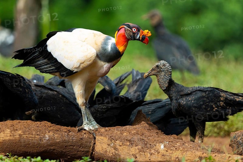 King vulture (Sarcoramphus papa), cock, vulture birds (Aegypiinae), Laguna del Lagarto Lodge, Alajuela, Costa Rica, Central America