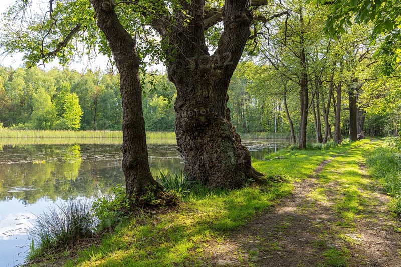 Old oak tree (quercus) and path at Funkenteich near Weinböhla, Saxony, Germany, Europe