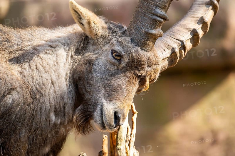 Alpine ibex (Capra ibex), in the mountains, Bavaria, Germany, Europe