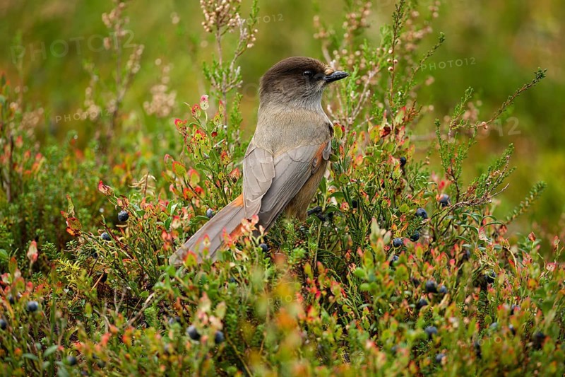Unlucky jay (Perisoreus infaustus), among blueberries, back view, tail feathers spread out, autumn mood, Northern Finland, Finland, Europe