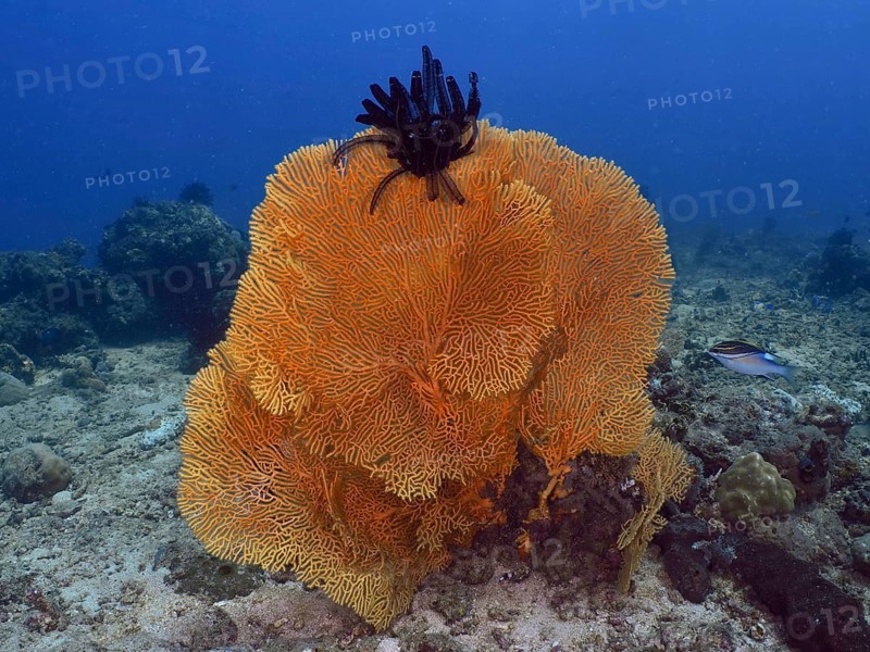 Giant fan coral (Annella mollis) with feather star on sandy bottom in clear blue water, dive site Spice Reef, Penyapangan, Bali, Indonesia, Asia