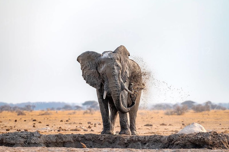 African elephant (Loxodonta africana), bathing at a waterhole, spraying water from its trunk, Nxai Pan National Park, Botswana Botswana