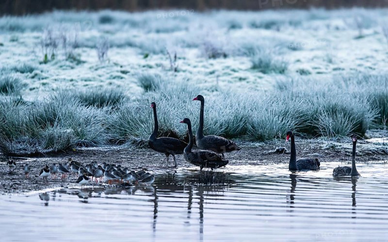 Black Swan, Cygnus atratus, birds on a winter marshes at dawn