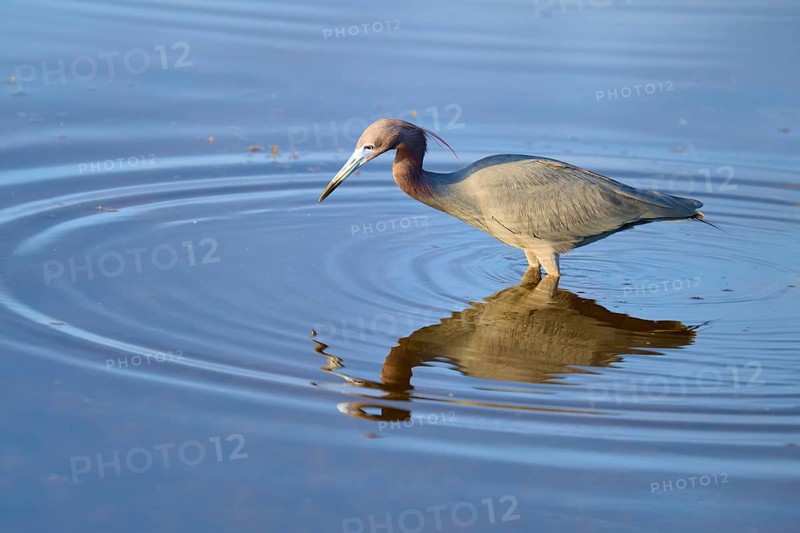 Great Blue Heron (Egretta caerulea), walking and reflecting in the water, Black Point Wildlife Drive, Titusville, Florida, USA, North America