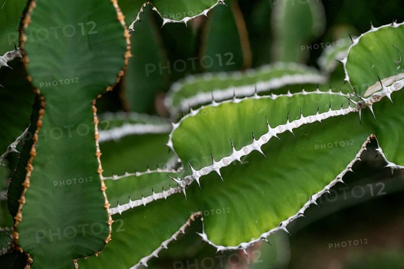 Euphorbia, Princess of Wales Conservatory, Royal Botanic Gardens (Kew Gardens), UNESCO World Heritage Site, Kew, Greater London, England, United Kingdom, Europe