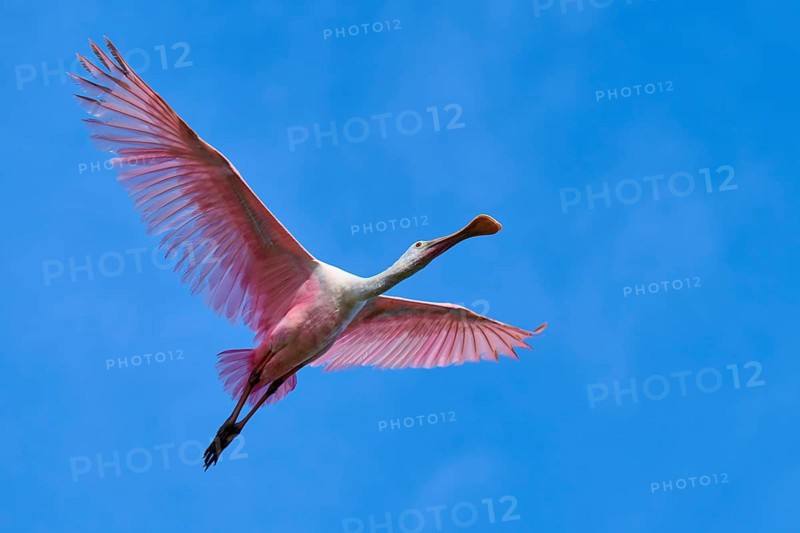 Roseate spoonbill (Ajaja ajaja), flying in the clear blue sky, Black Point Wildlife Drive, Titusville, Florida, USA, North America