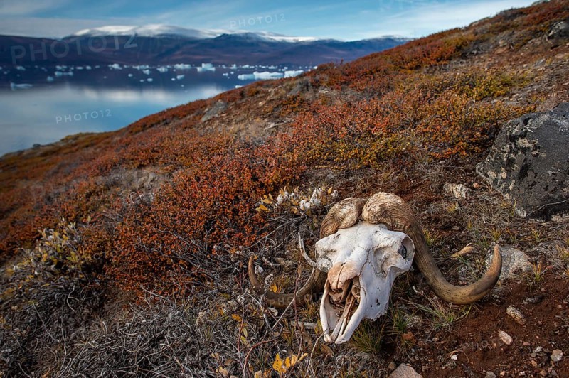 Bleached skull of a musk ox in autumnal arctic landscape, Kong Oscar Fjord, Northeast Greenland National Park, Greenland, North America