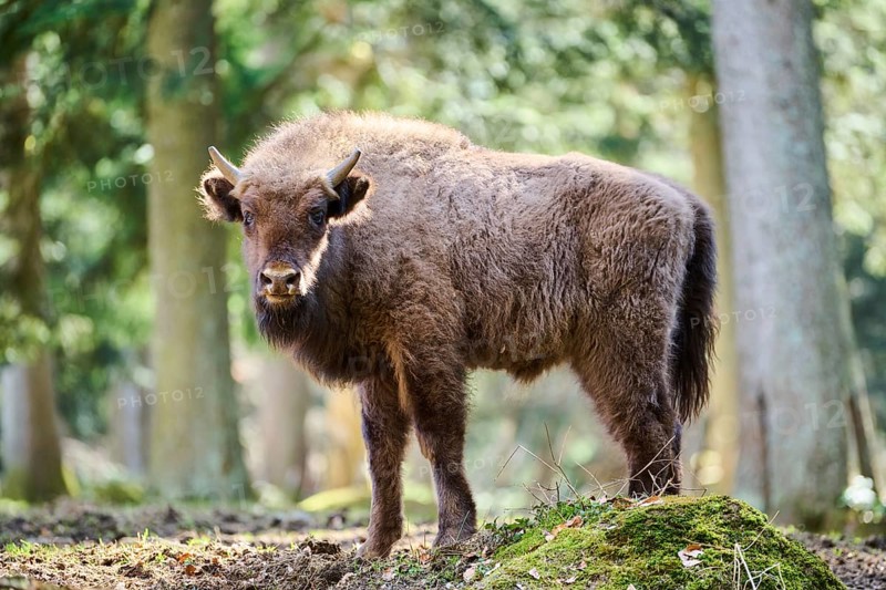 European bison (Bison bonasus) youngster in a forest in spring, Bavarian Forest, Germany, Europe