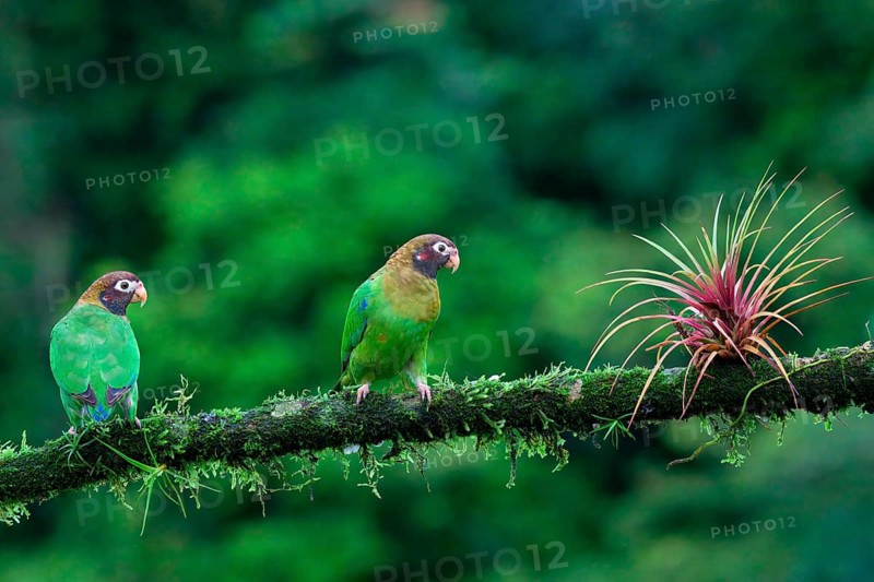 Two Brown-hooded Parrots (Pyrilia haematotis) sitting on a branch, Costa Rica, Central America