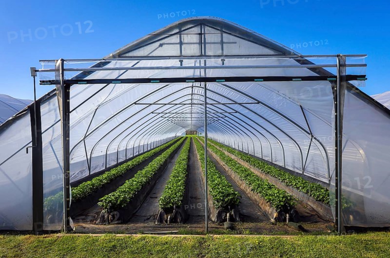 Wesel, North Rhine-Westphalia, Germany, Strawberries grow on raised beds in tunnel cultivation under foil, Europe