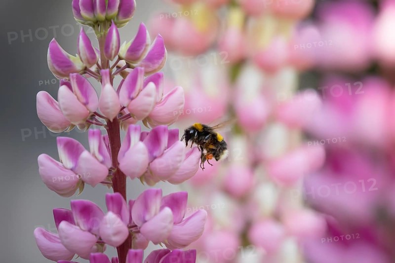 Buff tailed bumblebee (Bombus terrestris) adult bee flying towards a Lupin garden flower in summer, England, United Kingdom, Europe