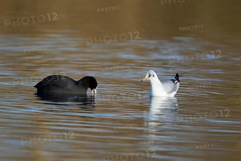 Eurasian coot (Fulica atra) and Black-headed gull (Chroicocephalus ridibundus) adult birds on a lake in winter, England, United Kingdom, Europe