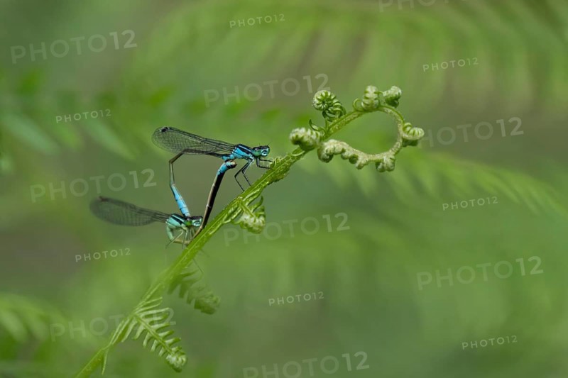 Blue tailed damselfly (Ischnura elegans) adult male and female insects mating on a Bracken plant leaf in the summer, England, United Kingdom, Europe