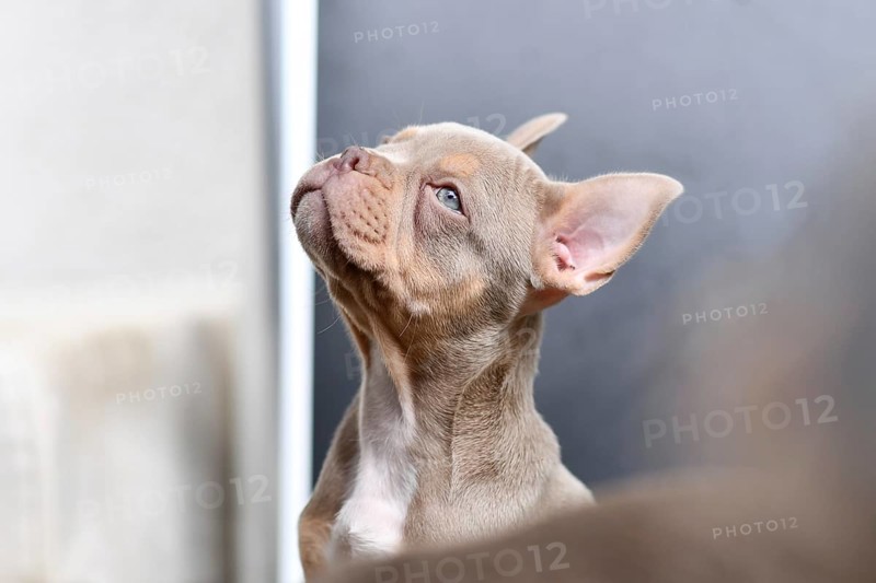 New Shade Isabella Orange Tan French Bulldog dog puppy