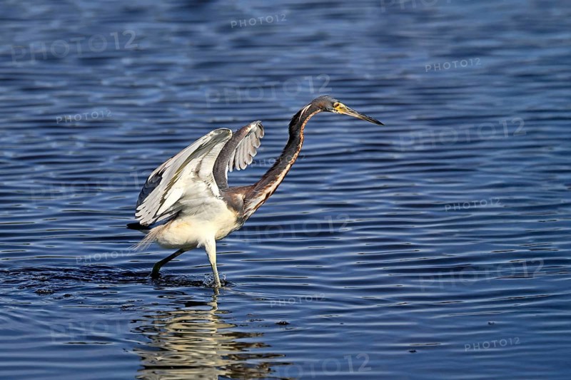 Tricoloured Heron (Egretta tricolor), adult, in the water, foraging, hunting, Merritt Island, Black Point Wildlife Drive, Florida, USA, North America